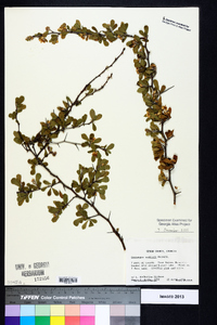 Crataegus uniflora image