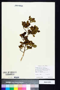 Crataegus uniflora image