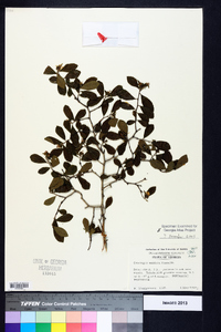 Crataegus uniflora image