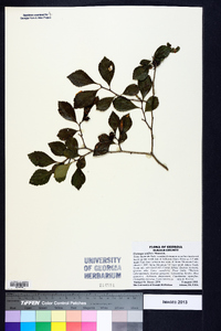 Crataegus uniflora image