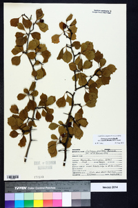 Crataegus sororia image