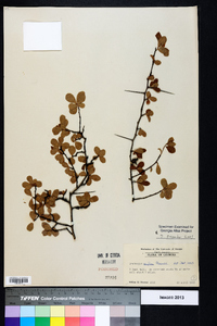 Crataegus uniflora image