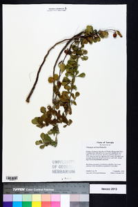 Crataegus uniflora image