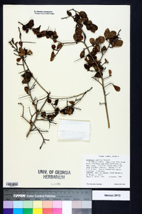 Crataegus uniflora image