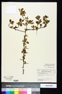 Crataegus uniflora image