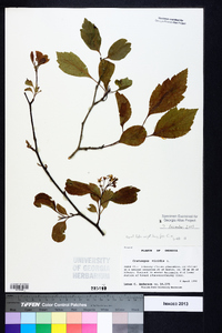 Crataegus viridis image