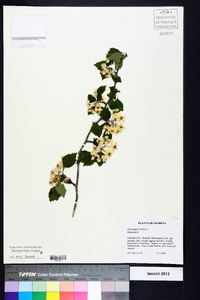 Crataegus viridis image