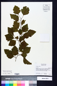 Crataegus viridis image