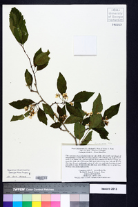Crataegus viridis image