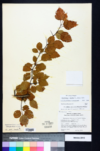 Crataegus viridis image