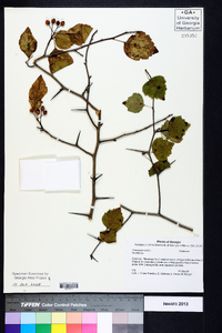 Crataegus viridis image