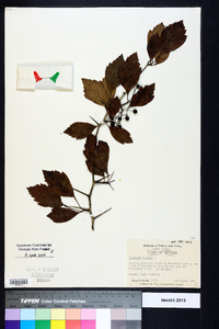 Crataegus viridis image