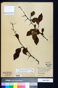 Crataegus viridis image