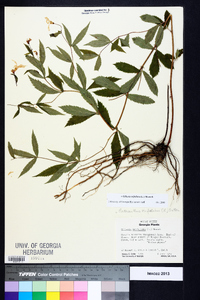 Gillenia trifoliata image