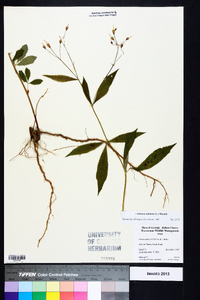 Gillenia trifoliata image