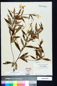 Gillenia trifoliata image