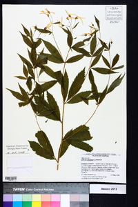 Gillenia trifoliata image