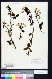 Malus angustifolia image