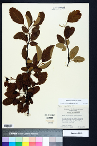 Malus angustifolia image