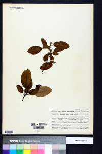 Malus angustifolia image