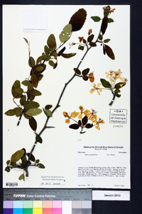 Malus angustifolia image