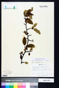 Malus angustifolia image