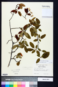 Malus angustifolia image