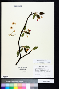 Malus angustifolia image