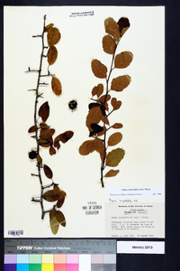 Malus angustifolia image