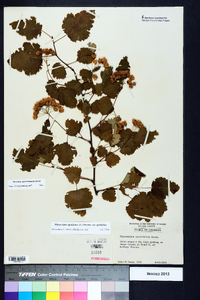 Physocarpus opulifolius var. opulifolius image