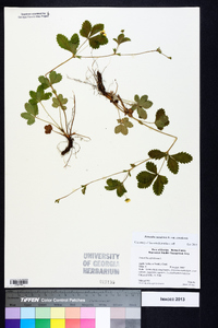 Potentilla canadensis image