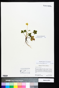 Potentilla canadensis var. canadensis image