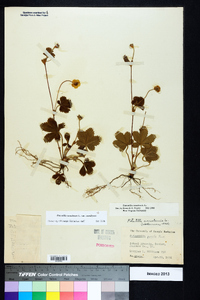 Potentilla canadensis var. canadensis image