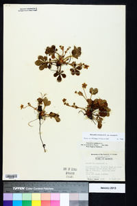 Potentilla canadensis var. canadensis image