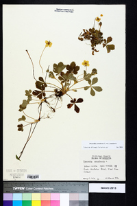 Potentilla canadensis var. canadensis image