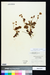 Potentilla canadensis var. canadensis image