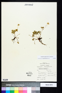 Potentilla canadensis var. canadensis image