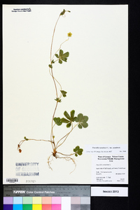 Potentilla canadensis var. canadensis image