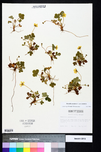 Potentilla canadensis image