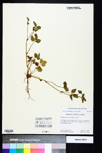 Potentilla indica image