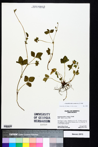 Potentilla indica image