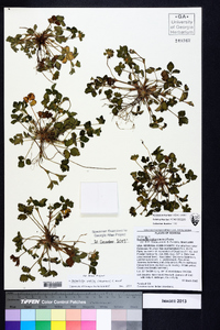 Potentilla indica image