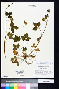 Potentilla indica image