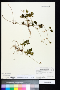 Potentilla indica image