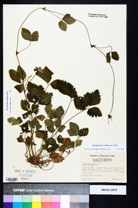 Potentilla indica image