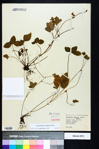 Potentilla indica image