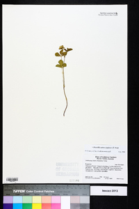 Potentilla indica image