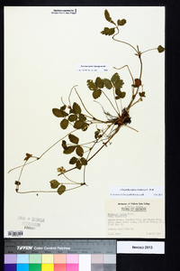 Potentilla indica image