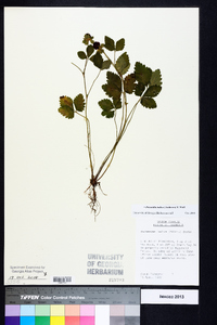 Potentilla indica image