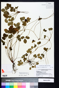 Potentilla indica image